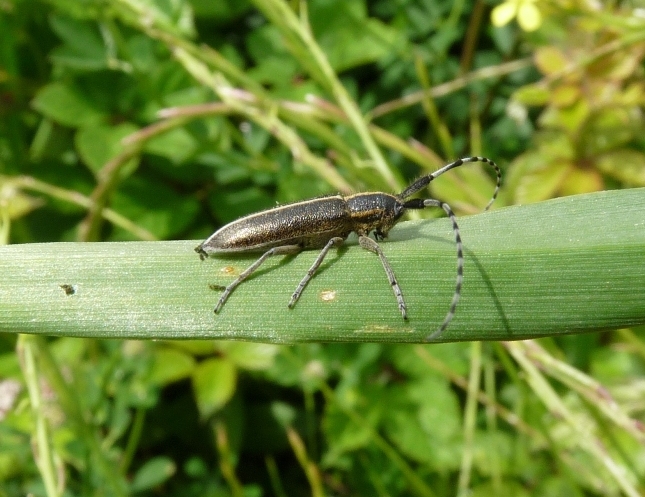 Agapanthia ... suturalis